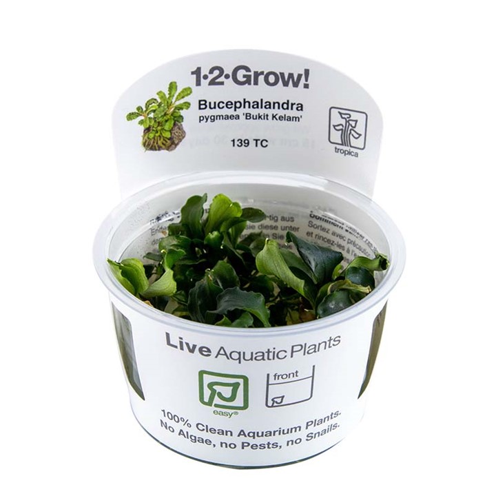 Biljka Bucephalandra sp pygmaea "Bukit Kelam" Tropica