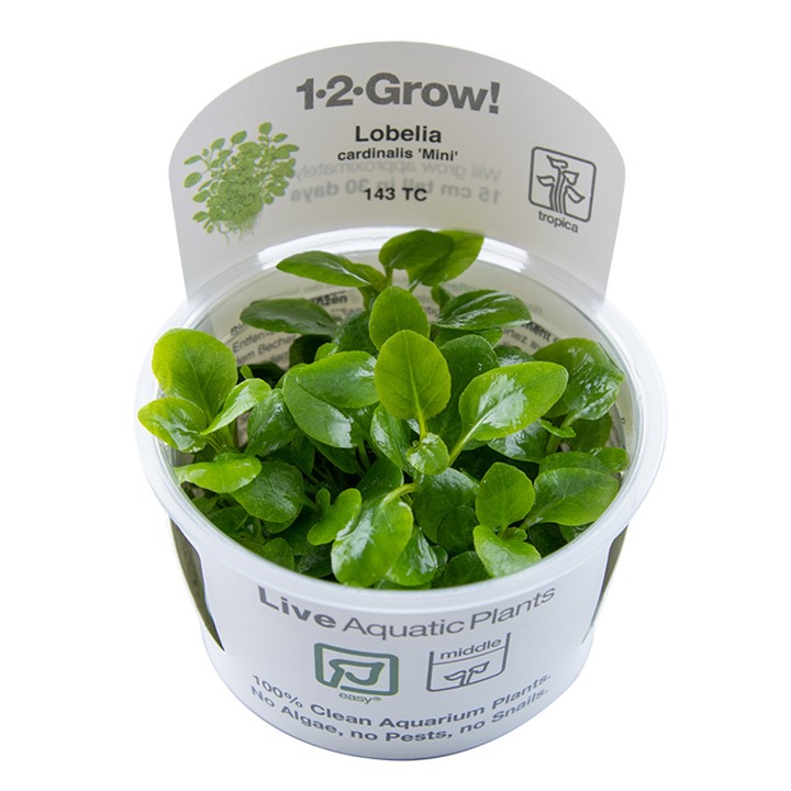 Biljka Lobelia cardinalis "Mini" in vitro Tropica