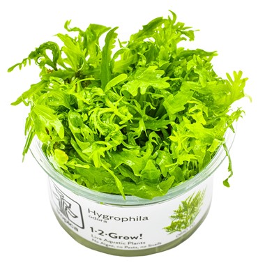 Biljka Hygrophila odora in vitro Tropica