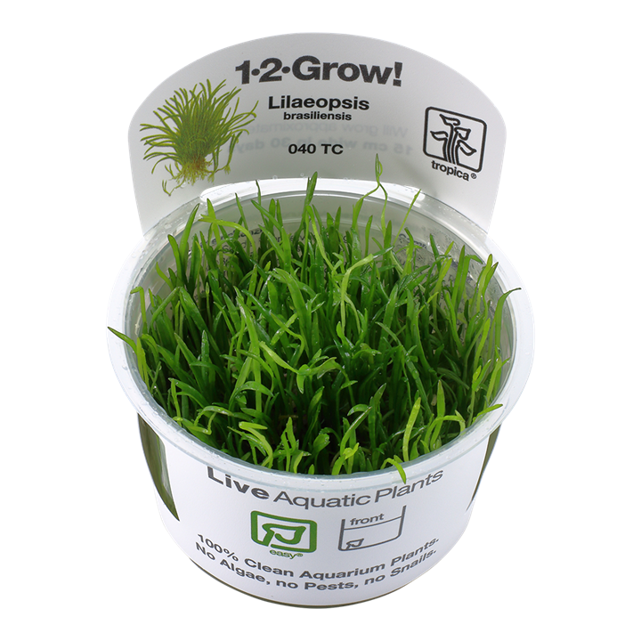 Biljka Lilaeopsis brasiliensis in vitro Tropica