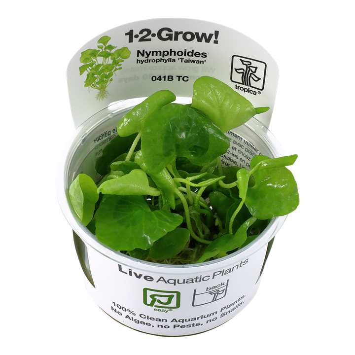 Biljka Nymphoides hydrophylla "Taiwan" Tropica