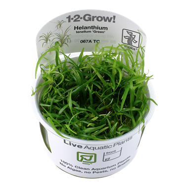 Biljka Helanthium tenellum "Green" in vitro Tropica