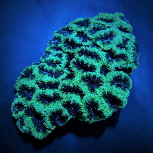 Koralj Alveopora spongiosa Green